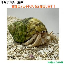 画像の生体をお届けします　NO20　Sサイズ　白色系