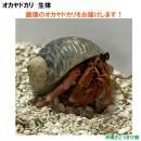 画像の生体をお届けします　NO21　Sサイズ　ワインレッド色系