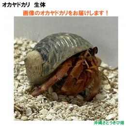 画像の生体をお届けします　NO21　Sサイズ　ワインレッド色系
