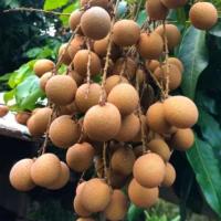 大実コナガラリュウガン苗接木苗【大実龍眼苗】