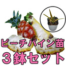 ピーチパインポット苗　3鉢セット　(パイナップル苗) 