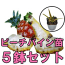 ピーチパインポット苗　5鉢セット　(パイナップル苗) 