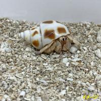 安心安全　国内産　沖縄の砂　[B級品]サンゴ砂　1kg×5パック(5kg)