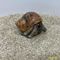 安心安全　国内産　沖縄の砂　[B級品]パウダー砂　1kg×10パック(10kg)