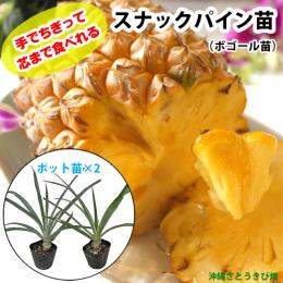 スナックパイン苗(ボゴール苗)ポット苗【パイナップル】×2鉢
