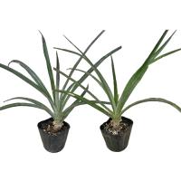 スナックパイン苗(ボゴール苗)ポット苗【パイナップル】×2鉢