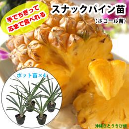 スナックパイン苗(ボゴール苗)ポット苗【パイナップル】×4鉢