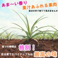 スナックパイン苗(ボゴール苗)ポット苗【パイナップル】×4鉢