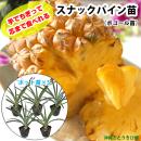 スナックパイン苗(ボゴール苗)ポット苗【パイナップル】×5鉢