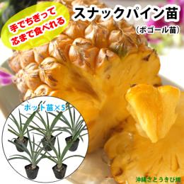 スナックパイン苗(ボゴール苗)ポット苗【パイナップル】×5鉢