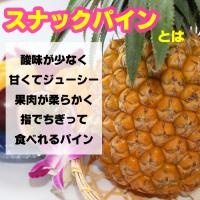 スナックパイン苗(ボゴール苗)ポット苗【パイナップル】×5鉢