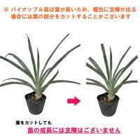 スナックパイン苗(ボゴール苗)ポット苗【パイナップル】×5鉢