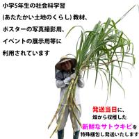 そのまんまサトウキビ2mサイズ(さとうきび)