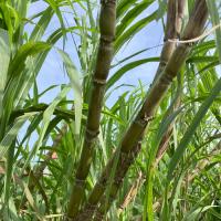 【送料無料】そのまんまサトウキビ2mサイズ3本セット(さとうきび)