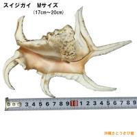 魔除け　スイジガイ(水字貝)紐付き　Mサイズ　17cm～20cm