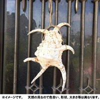魔除け　スイジガイ(水字貝)紐付き　Mサイズ　17cm～20cm