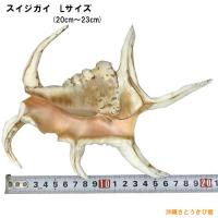 魔除け　スイジガイ(水字貝)紐付き　Lサイズ　20cm～23cm
