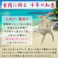 魔除け　スイジガイ(水字貝)紐付き　Lサイズ　20cm～23cm