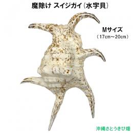 魔除け スイジガイ(水字貝) 紐なし　Mサイズ　17cm～20cm