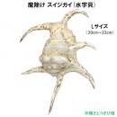 魔除け スイジガイ(水字貝) 紐なし　Lサイズ　20cm～23cm