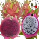 ドラゴンフルーツ苗　挿木苗紅白セット 小サイズ
