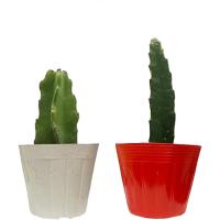 ドラゴンフルーツ苗　挿木苗紅白セット 小サイズ