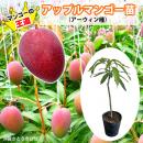 【自社農園接ぎ木苗】アップルマンゴー苗(アーウィン種)21cmポット