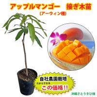 【自社農園接ぎ木苗】アップルマンゴー苗(アーウィン種)21cmポット