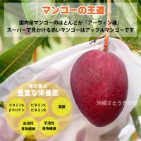 【自社農園接ぎ木苗】アップルマンゴー苗(アーウィン種)21cmポット