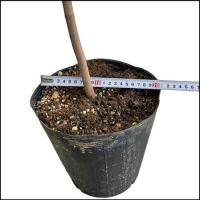 【自社農園接ぎ木苗】アップルマンゴー苗(アーウィン種)21cmポット