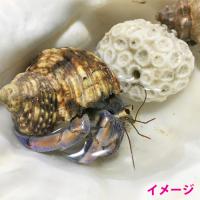 沖縄 浜比嘉島の天然海水　500ml×2