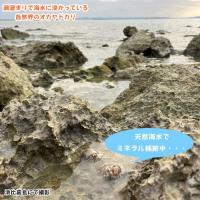 沖縄 浜比嘉島の天然海水 2L×3本