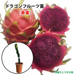 ドラゴンフルーツ苗　大サイズ　(赤実)　6号鉢