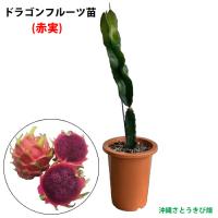 ドラゴンフルーツ苗　大サイズ　(赤実)　6号鉢