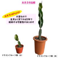 ドラゴンフルーツ苗　大サイズ　(赤実)　6号鉢