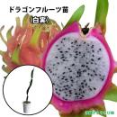 ラゴンフルーツ苗　大サイズ　(白実)　6号鉢