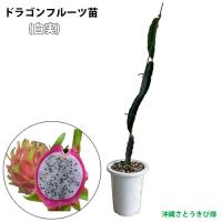 ドラゴンフルーツ苗　大サイズ　(白実)　6号鉢