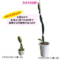 ドラゴンフルーツ苗　大サイズ　(白実)　6号鉢
