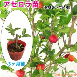 アセロラ苗 甘味系　ハワイ種 　3ヶ月苗
