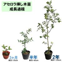 アセロラ苗 甘味系　ハワイ種 　3ヶ月苗