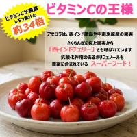 アセロラ苗 甘味系　ハワイ種 　3ヶ月苗