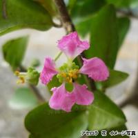 アセロラ苗 甘味系　ハワイ種 　3ヶ月苗