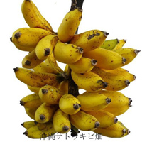 沖縄 島バナナ (メリクロン) ポット苗