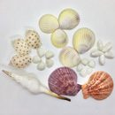 貝殻(貝がら)セット 26個入 ナガニシ