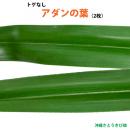 トゲなし　アダンの葉(2枚)　生葉　|草編み 葉編み かご編み 指ハブ 民具 アダン葉編み アダン葉