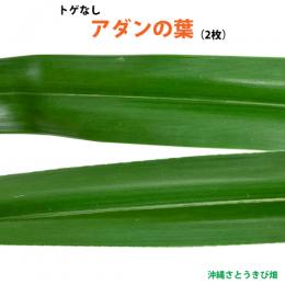 トゲなし　アダンの葉(2枚)　生葉　|草編み 葉編み かご編み 指ハブ 民具 アダン葉編み アダン葉