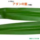 トゲなし　アダンの葉(10枚)　生葉　|草編み 葉編み かご編み 指ハブ 民具 アダン葉編み 