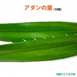 アダンの生葉 (10枚入)　|草編み 葉編み かご編み 指ハブ 民具 アダン葉編み アダン葉